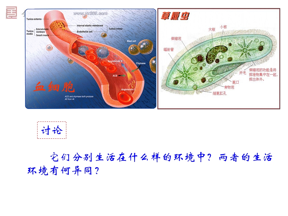 细胞生活的环境(新人教版必修3)文档资料.ppt_第2页