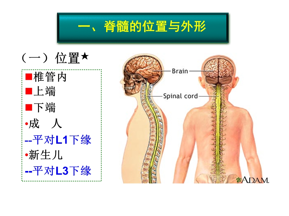 脊髓文档资料.ppt_第1页