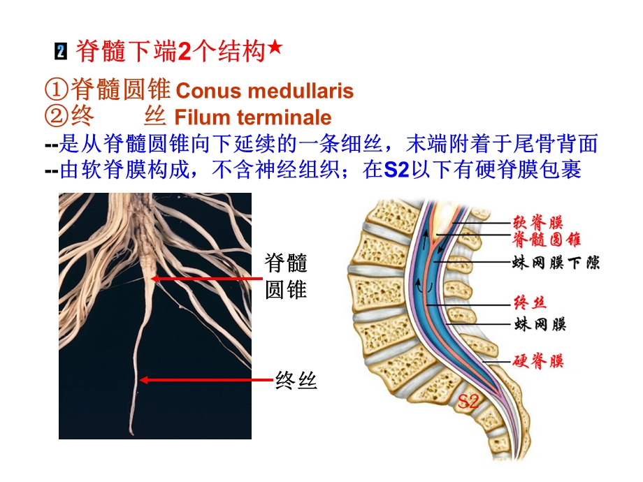 脊髓文档资料.ppt_第3页