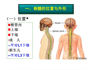 脊髓文档资料.ppt