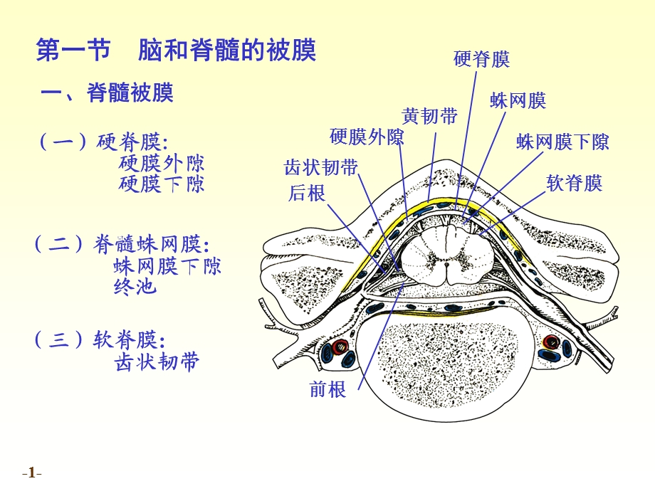 chapter20脑和脊髓的被膜、血管及脑脊液循环文档资料.ppt_第1页