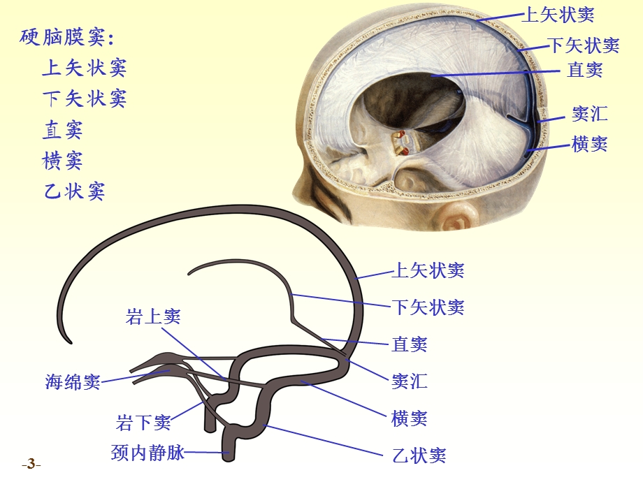 chapter20脑和脊髓的被膜、血管及脑脊液循环文档资料.ppt_第3页