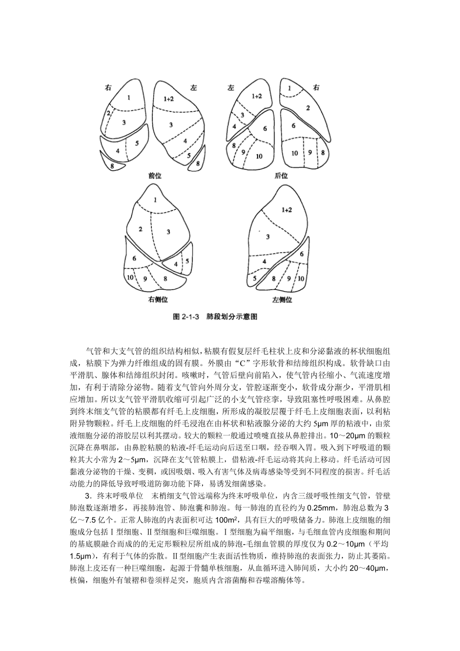 最新呼吸系统结构与功能特点汇编.doc_第2页