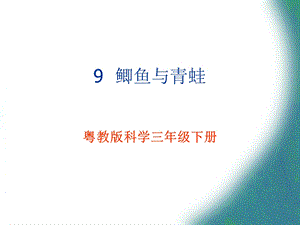 三年级下册科学课件9 鲫鱼与青蛙｜粤科版 (共12张PPT).ppt