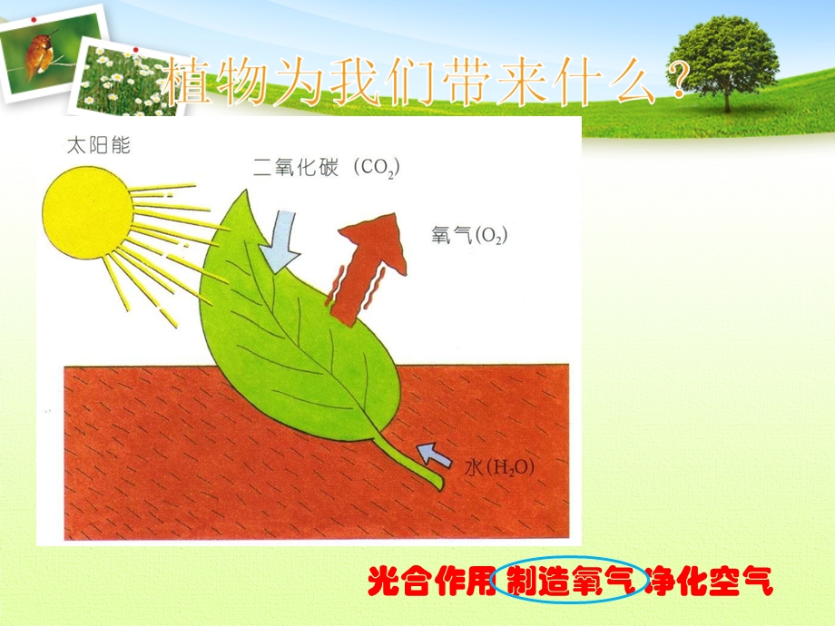 首师大小学科学三上4.保护植物PPT课件.ppt_第2页