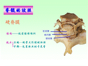 Human anatomy17脑脊髓被膜血管脑脊液循环文档资料.ppt