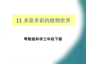 三年级下册科学课件11 多姿多彩的植物世界｜粤科版 (共12张PPT).ppt