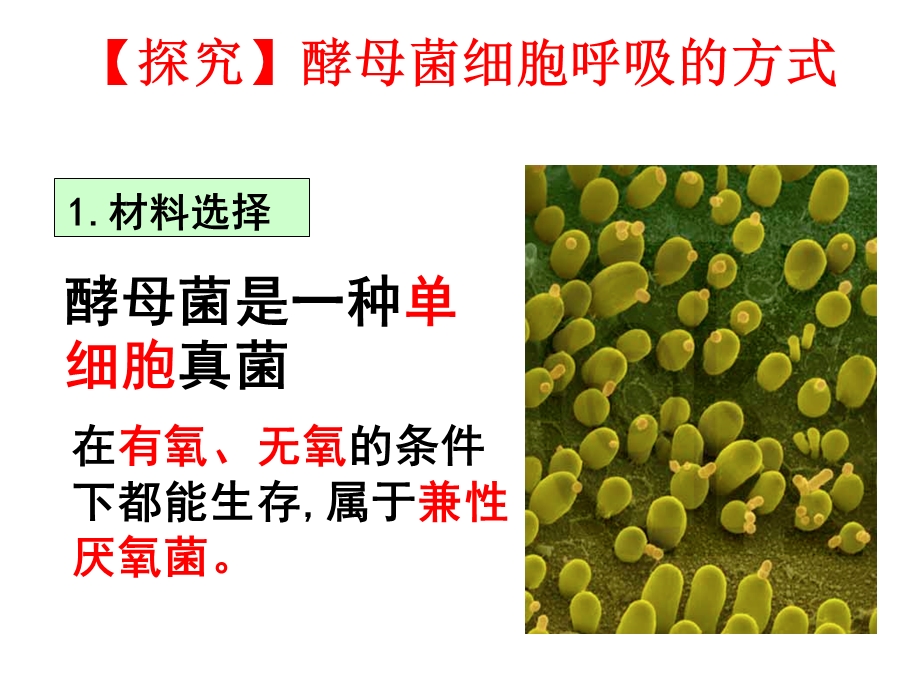 ATP的主要来源——细胞呼吸1文档资料.ppt_第3页