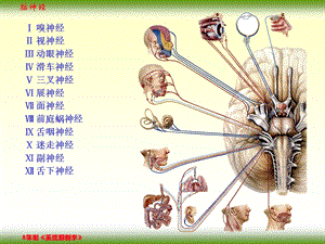 F、脑神经课件精选文档.ppt