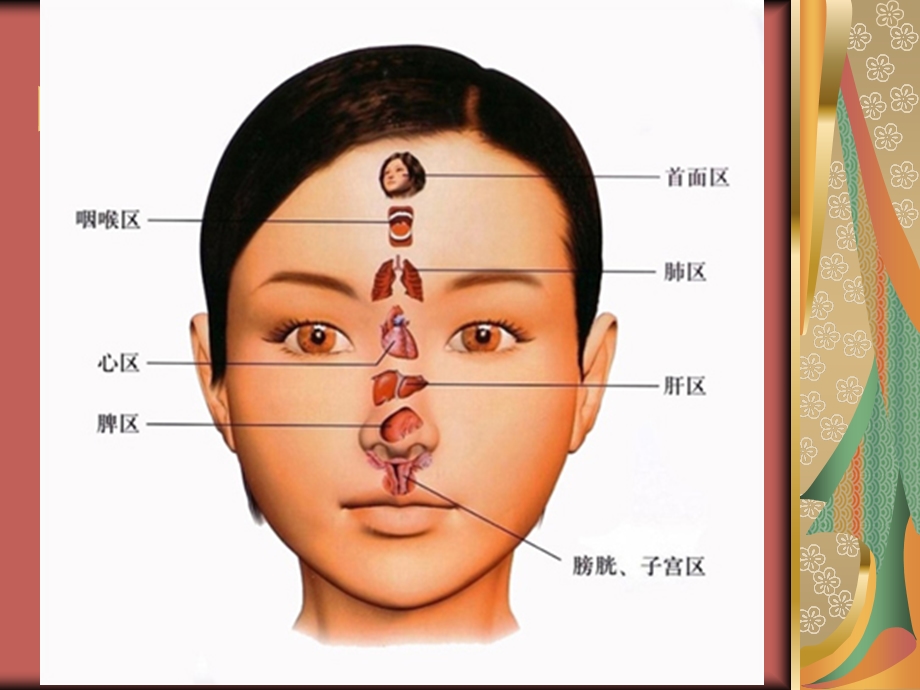 医学课件皮肤问题与内脏的关系.ppt_第2页