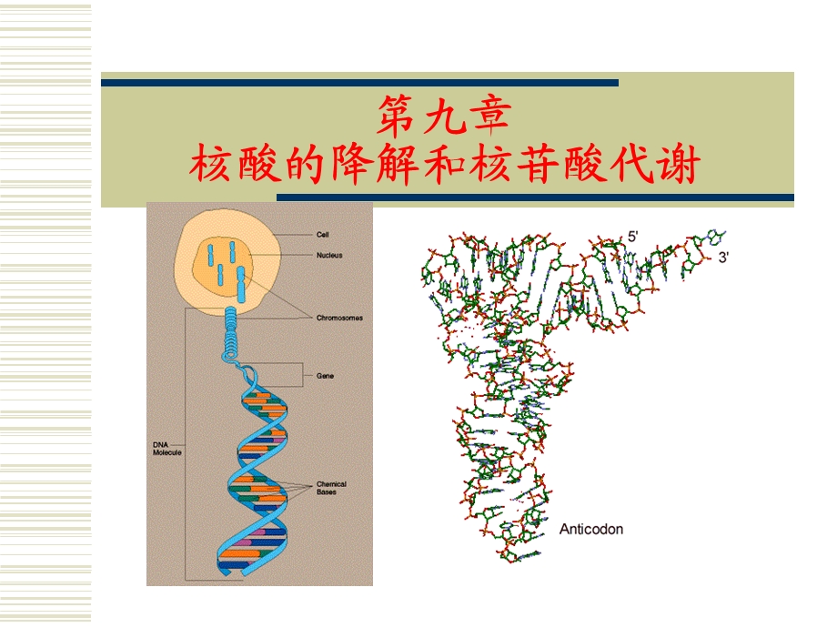 医学课件第9章核酸的降解与核苷酸代谢.ppt_第1页