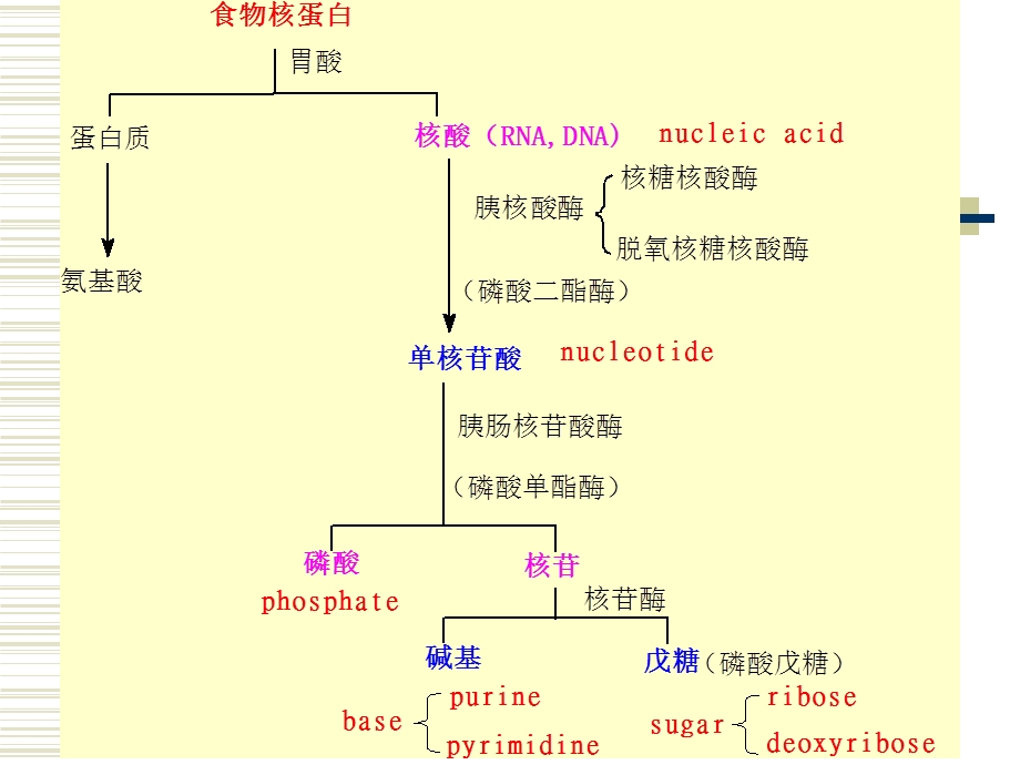 医学课件第9章核酸的降解与核苷酸代谢.ppt_第3页