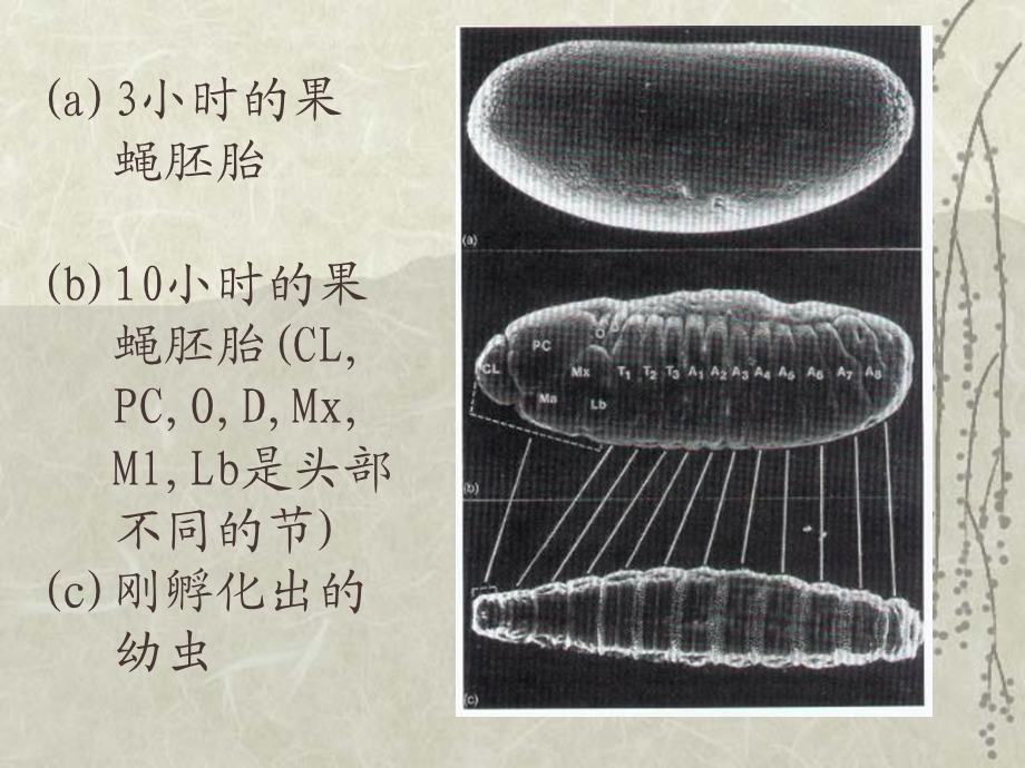 医学课件第五节基因的调节作用.ppt_第2页