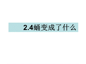 三年级下册科学课件2.4蛹变成了什么 教科版(共14张PPT).ppt