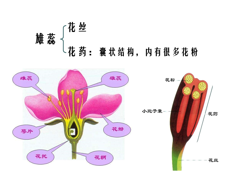 3.2月季的花药培养课件肖婷[精选文档].ppt_第2页