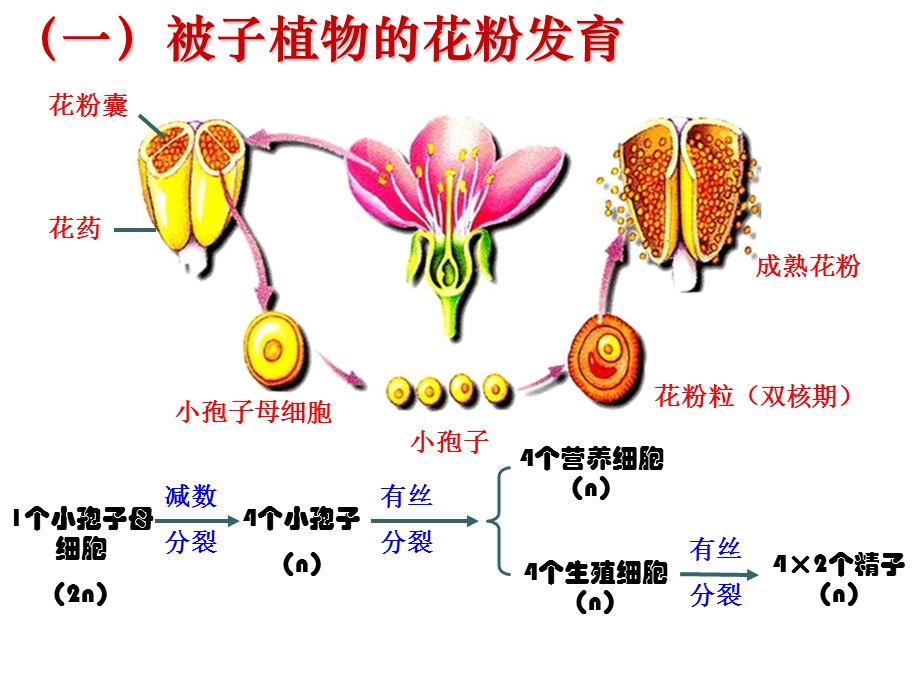 3.2月季的花药培养课件肖婷[精选文档].ppt_第3页