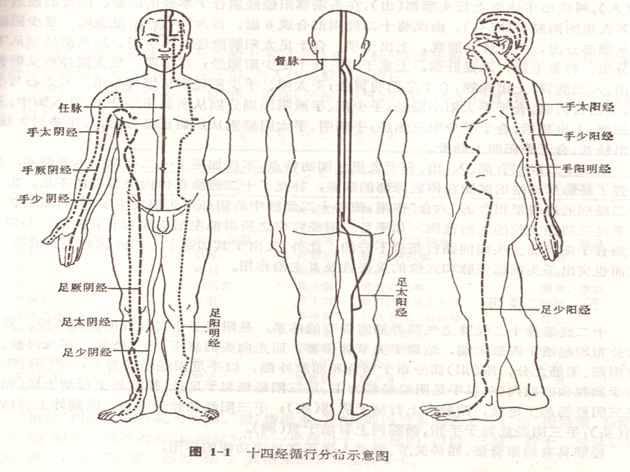 中医穴道位置针灸法医治疾病血管和神经分布名师编辑PPT课件.ppt_第1页