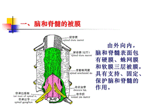 cns6脑血管精选文档.ppt