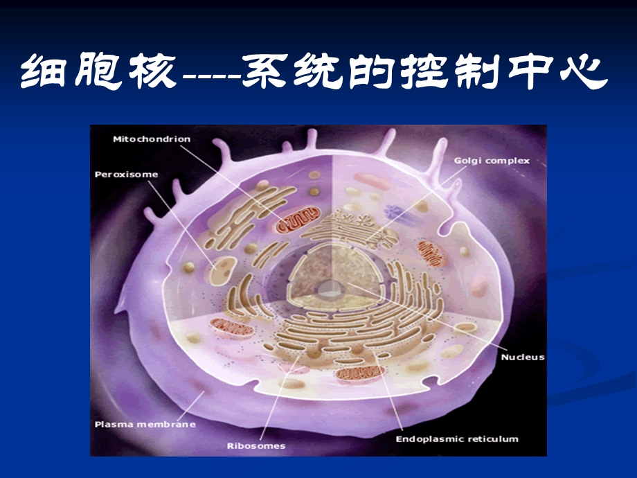 【生物】33细胞核——系统的控制中心课件1（人教版必修1）.ppt_第2页