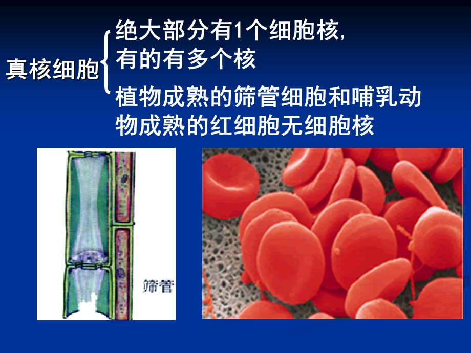 【生物】33细胞核——系统的控制中心课件1（人教版必修1）.ppt_第3页