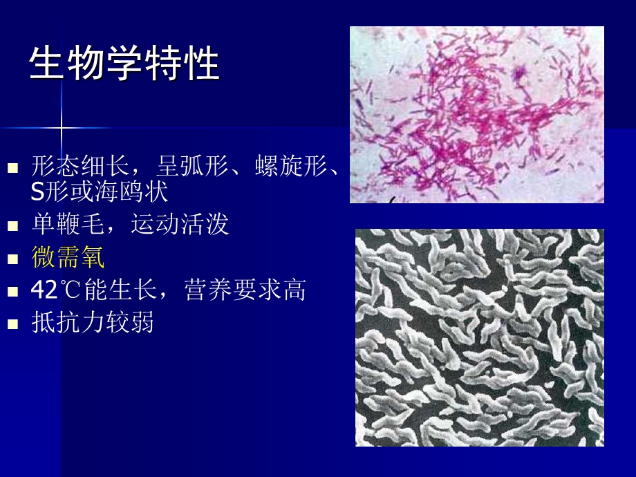 医学课件第16章其他细菌.ppt_第3页