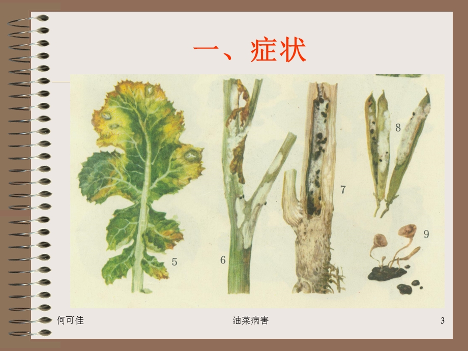 6油菜菌核病毒病文档资料.ppt_第3页