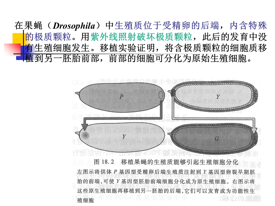 A第1章 生殖细胞的发生PPT文档.ppt_第3页