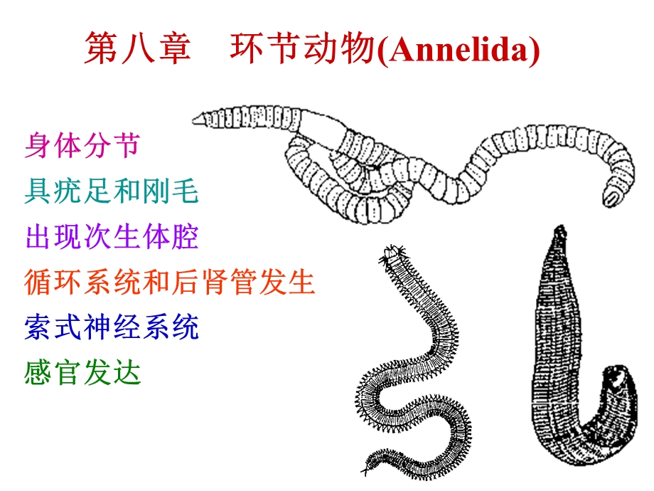 医学课件第八环动物Annelida.ppt_第1页