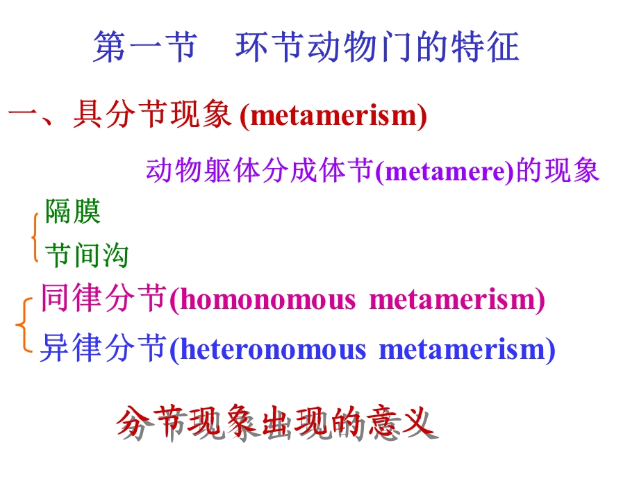 医学课件第八环动物Annelida.ppt_第2页