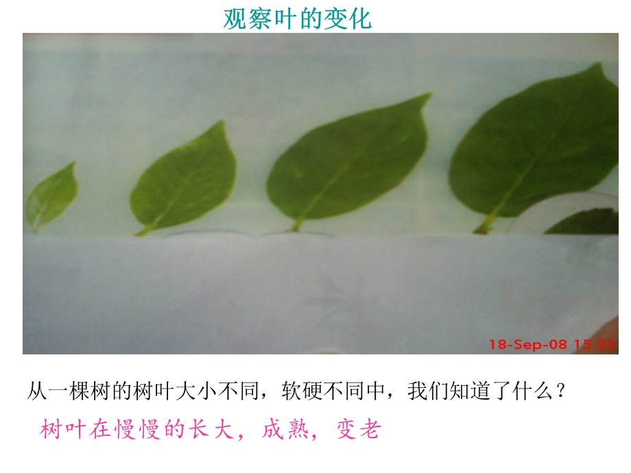 一6植物发生了什么变化.ppt_第3页