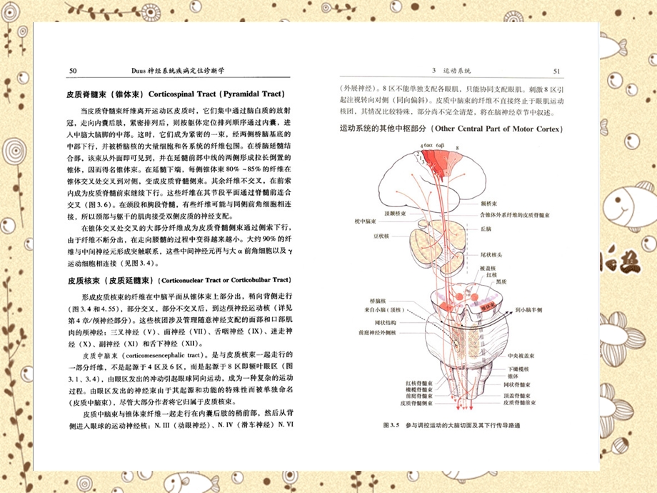 医学课件神经系统疾病定位诊断学03运动系统.ppt_第3页