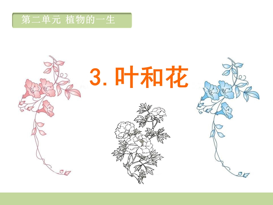 三年级下册科学课件叶和花 (共13张PPT) 苏教版.ppt_第1页