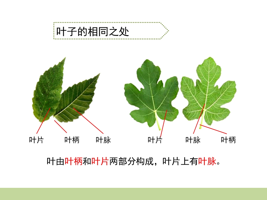 三年级下册科学课件叶和花 (共13张PPT) 苏教版.ppt_第3页