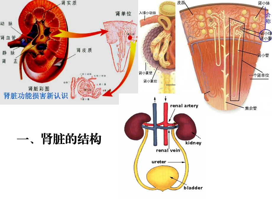 医学课件第二十四章利尿药与脱水药.ppt_第3页