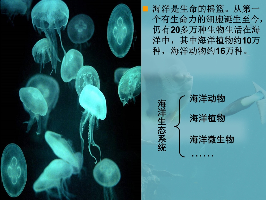 三年级下册科学课件神奇的海底世界｜粤科版 (共12张PPT).ppt_第3页