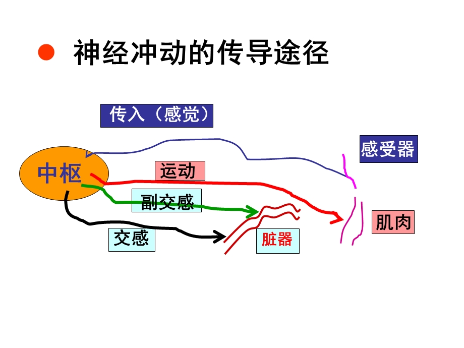 6作用于传入神经系统的药物(局麻药)文档资料.ppt_第2页