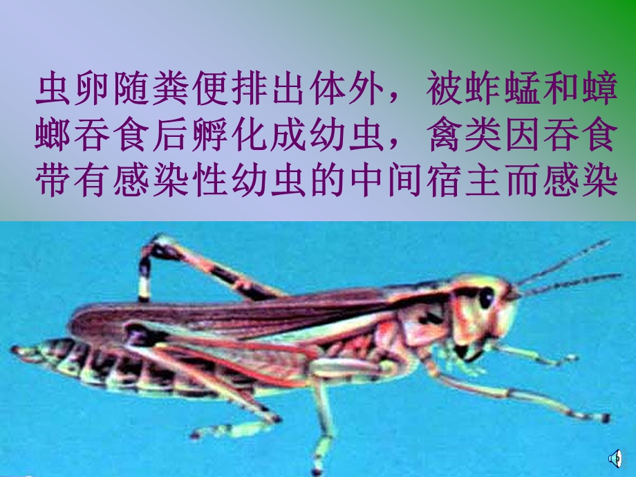 医学课件禽胃线虫病.ppt_第3页