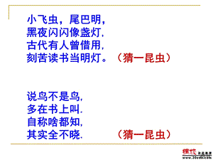 23绿色蝈蝈PPT课件[精选文档].ppt