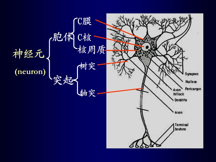 07.神经组织精选文档PPT文档.ppt_第3页