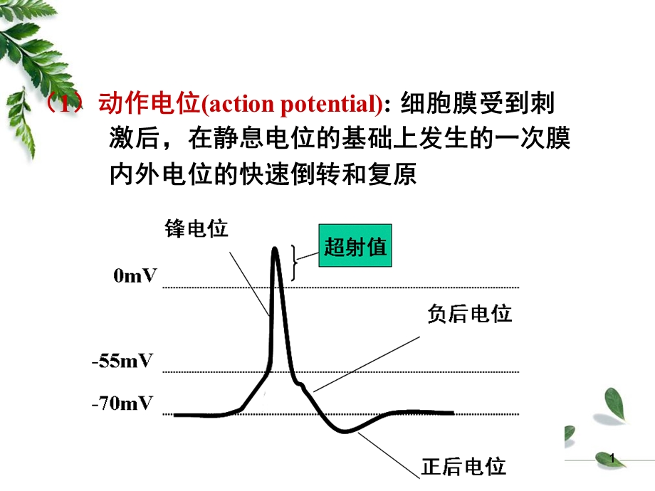 12级药学本科细胞的基本功能2精选文档精选文档.ppt_第1页