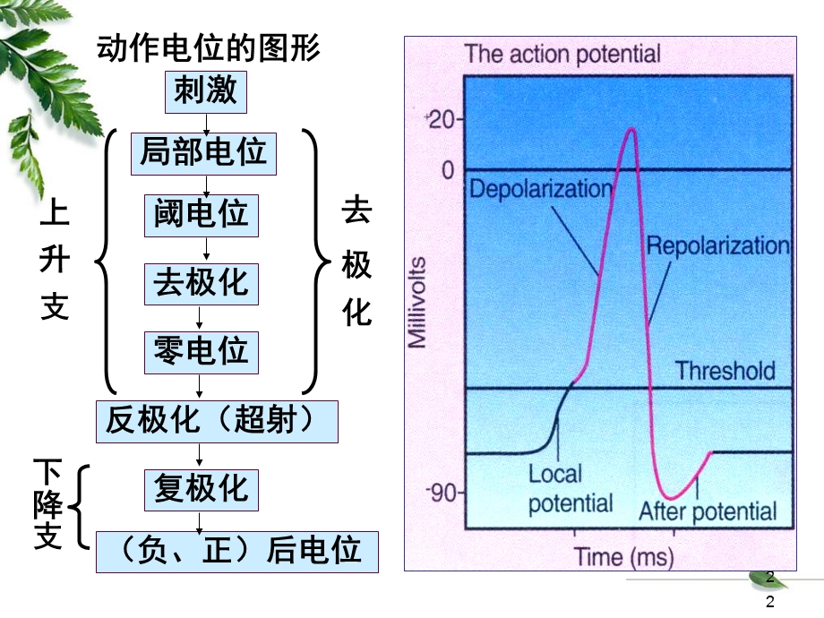 12级药学本科细胞的基本功能2精选文档精选文档.ppt_第2页