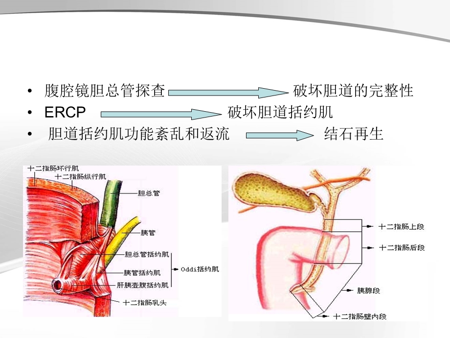 ercp治疗胆胰疾病ppt课件精选文档.ppt_第3页