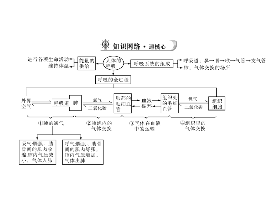 医学课件第二讲人体的呼吸.ppt_第3页