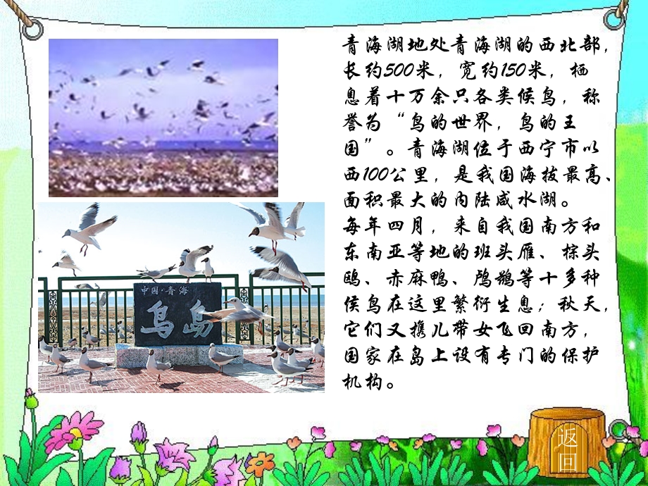 《青海湖梦幻般的湖》3.ppt_第3页