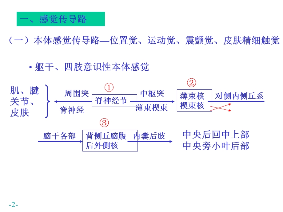 医学课件神经系统解剖学课件.ppt_第2页