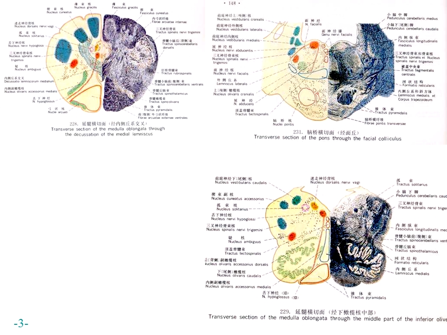 医学课件神经系统解剖学课件.ppt_第3页