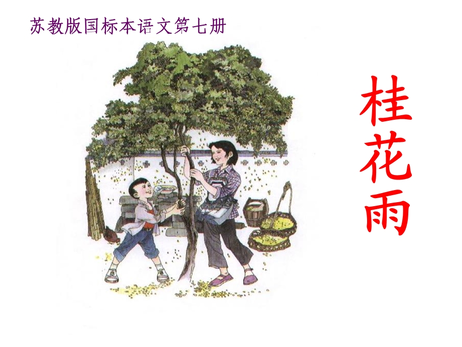 12桂花雨课件[精选文档].ppt_第1页