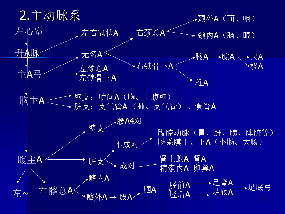 71第三节血管PPT文档.ppt_第3页