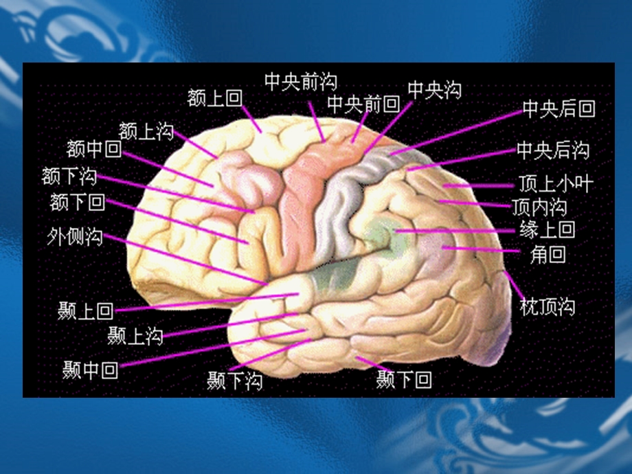 MRI解剖—颅脑精选文档.ppt_第2页