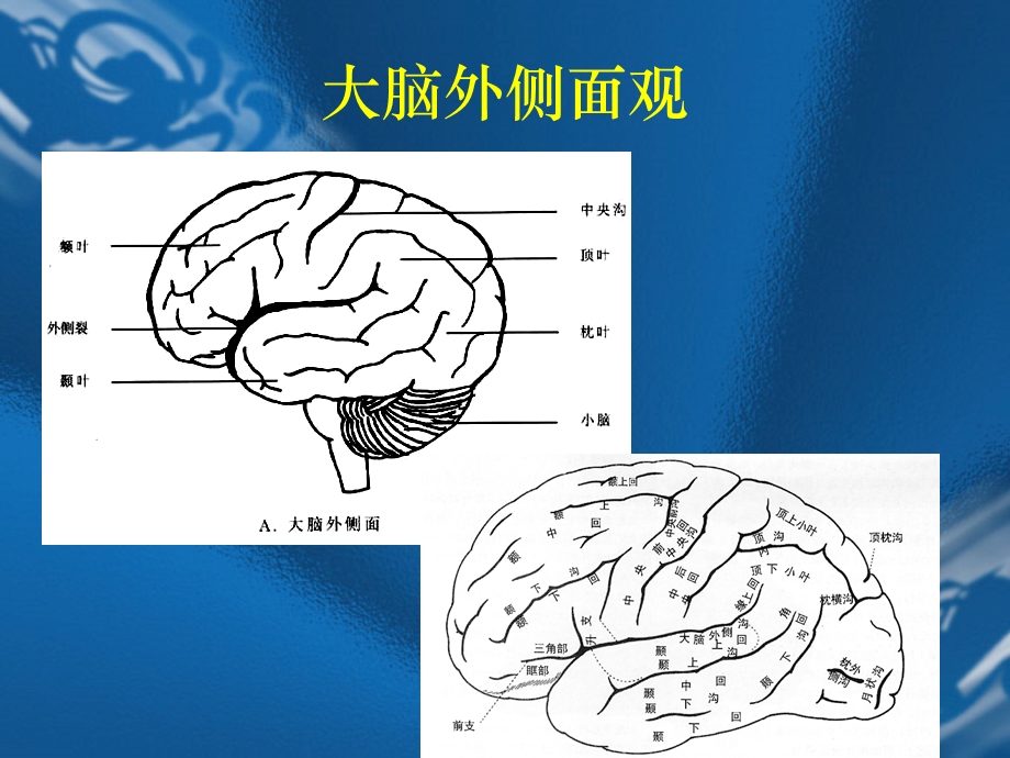 MRI解剖—颅脑精选文档.ppt_第3页